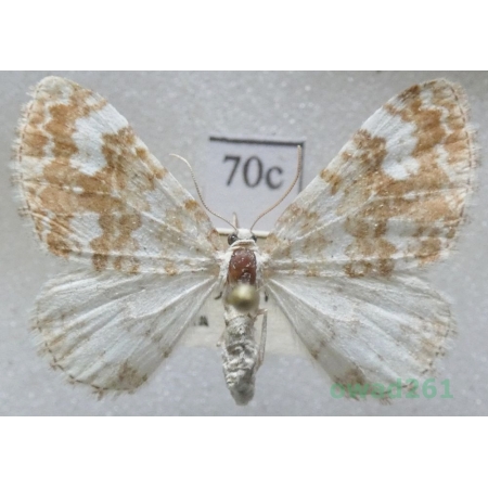 Perizoma flavofasciata (Thunberg, 1792) Slovakia70c